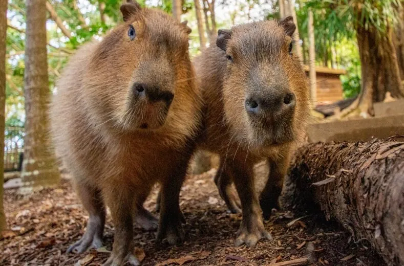 Capybara - Đi vườn thú, safari hoặc khu bảo tồn
