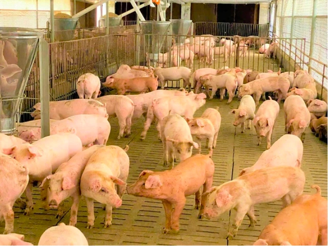 Giá Heo Hơi Hôm Nay - Khu vực miền Bắc Giá Heo Hơi Hôm Nay - Khu vực miền Bắc