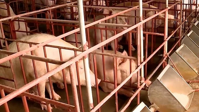 Giá Heo Hơi Hôm Nay - Những yếu tố khiến thị trường tăng/giảm nhanh Giá Heo Hơi Hôm Nay - Những yếu tố khiến thị trường tăng/giảm nhanh