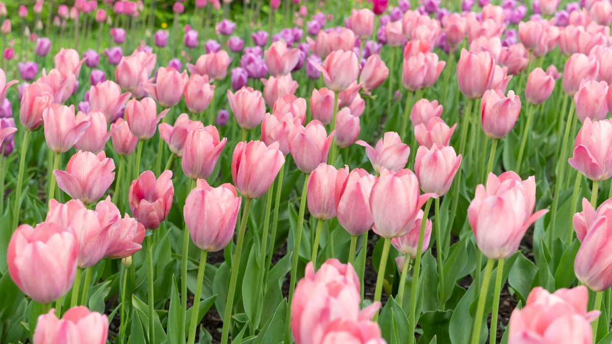 Ý Nghĩa Hoa Tulip - Thông điệp tinh tế mà tulip truyền tải