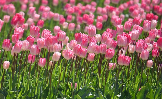 Ý Nghĩa Hoa Tulip - Nhận biết tulip trồng chậu và tulip cắt cành