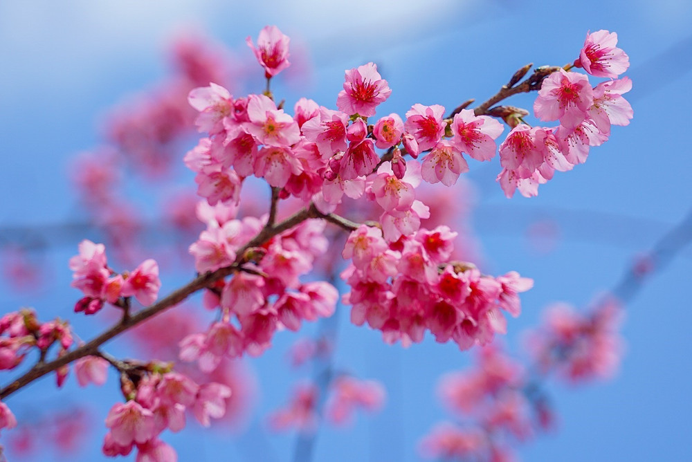 Hoa Anh Đào - Hanami: ngắm hoa như một nghi lễ sống