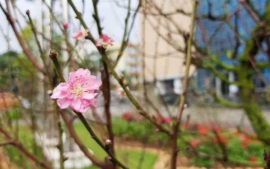 Ngày đầu năm mới - Ngày đầu năm mới và cảm thức khởi đầu của người Việt