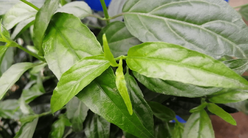 Cây Xương Khỉ - Đặc điểm giúp nhận diện Cây Xương Khỉ - Đặc điểm giúp nhận diện