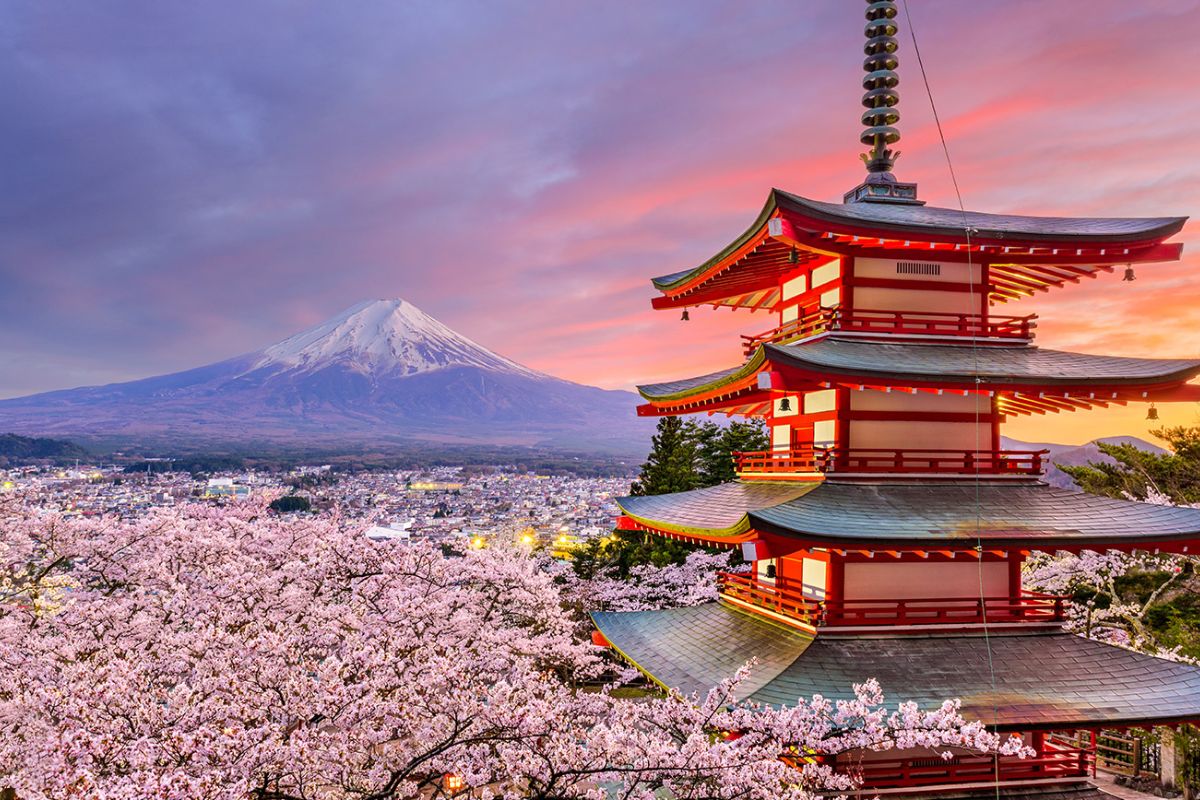 Hoa Đào - Biểu tượng đoàn viên, khởi đầu và may mắn