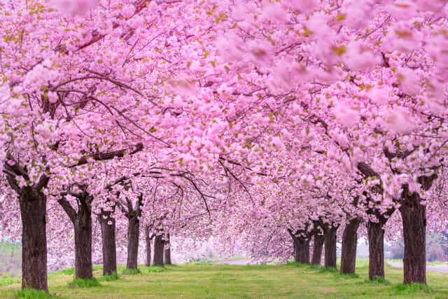 Hoa Anh Đào - Khi lời tỏ tình không cần nói lớn