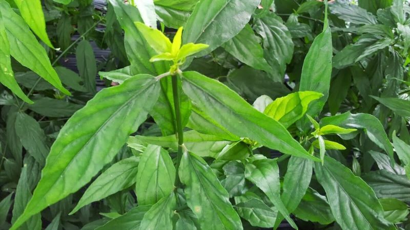 Cây Xương Khỉ - Đất trồng, chậu và thoát nước Cây Xương Khỉ - Đất trồng, chậu và thoát nước