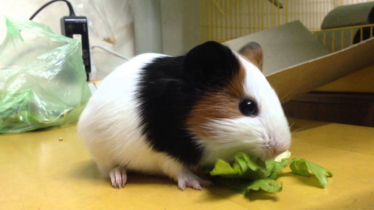 Chuột Lang - Ngoại hình, tính nết và dấu hiệu cần tránh