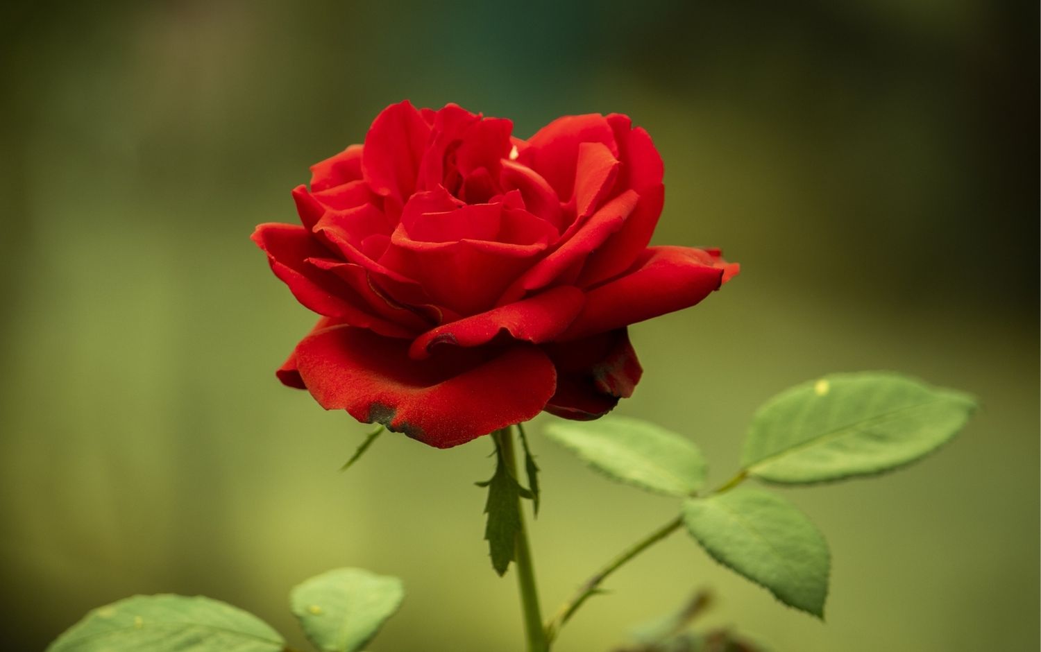 Hoa Hồng Và Rượu Vang - Cấu trúc câu chuyện và cách “nâng độ”