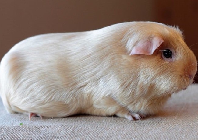 Chuột Lang - Lồng, nền lót, vị trí đặt và lịch vệ sinh