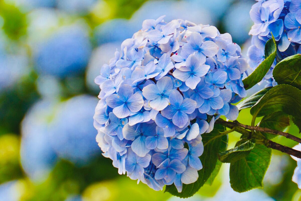 Hoa Cẩm Tú Cầu - Chọn giống, thời vụ và vị trí tổng quan