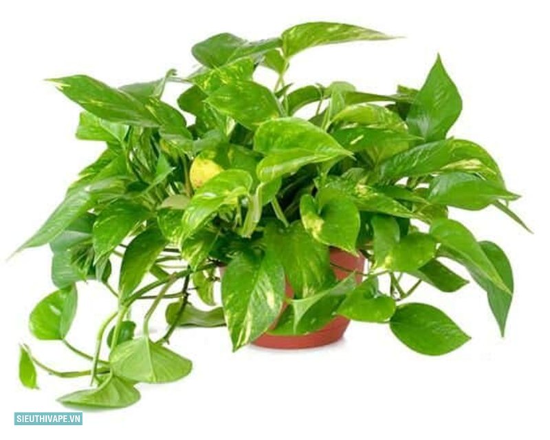 Cây trầu bà - Thân, rễ và môi trường sống Cây trầu bà - Thân, rễ và môi trường sống