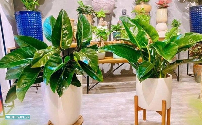 Cây trầu bà - Ý nghĩa phong thủy của cây trầu bà Cây trầu bà - Ý nghĩa phong thủy của cây trầu bà