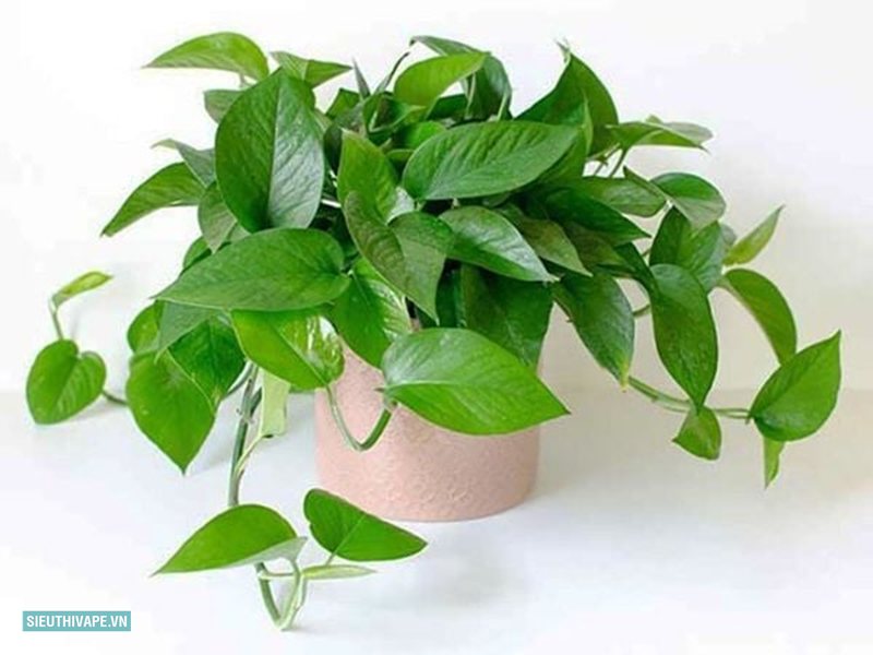 Cây trầu bà - Trồng thủy sinh Cây trầu bà - Trồng thủy sinh