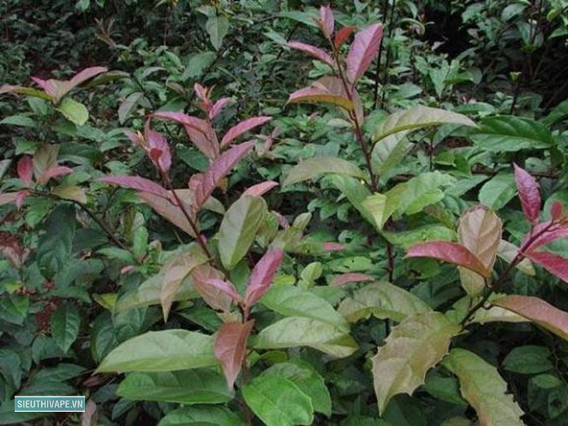 Cây xạ đen - Cây xạ đen là gì? Đặc điểm nhận biết Cây xạ đen - Cây xạ đen là gì? Đặc điểm nhận biết