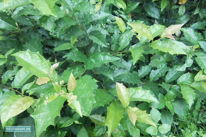 Cây xạ đen - Hỗ trợ phản ứng viêm Cây xạ đen - Hỗ trợ phản ứng viêm