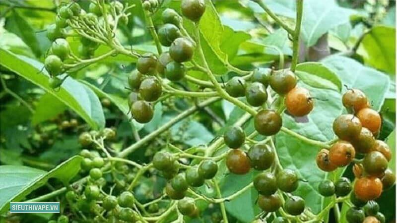 Cây xạ đen - Hỗ trợ sức khỏe gan Cây xạ đen - Hỗ trợ sức khỏe gan