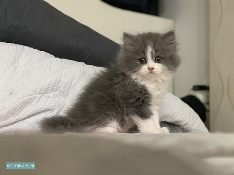 Mèo Anh lông dài - Giá Mèo Anh lông dài hiện nay phụ thuộc vào yếu tố nào? Mèo Anh lông dài - Giá Mèo Anh lông dài hiện nay phụ thuộc vào yếu tố nào?