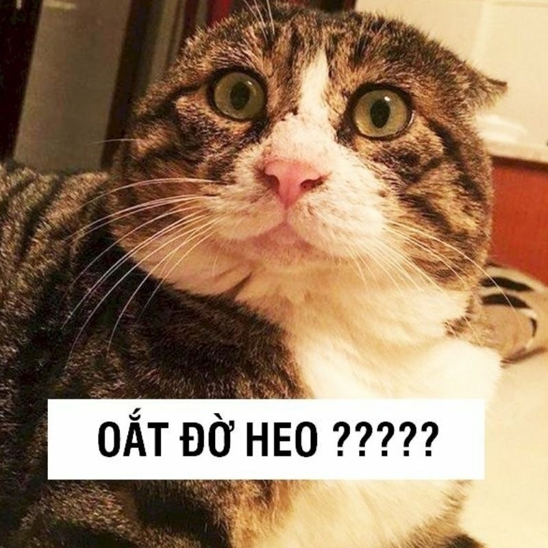 Ảnh meme - 1