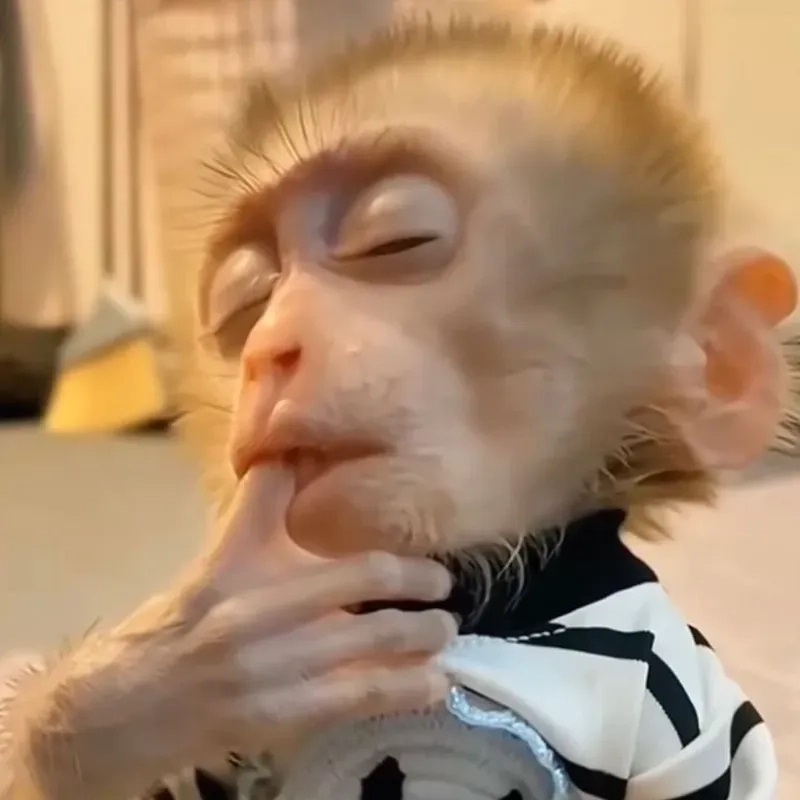 Meme con khỉ - 2