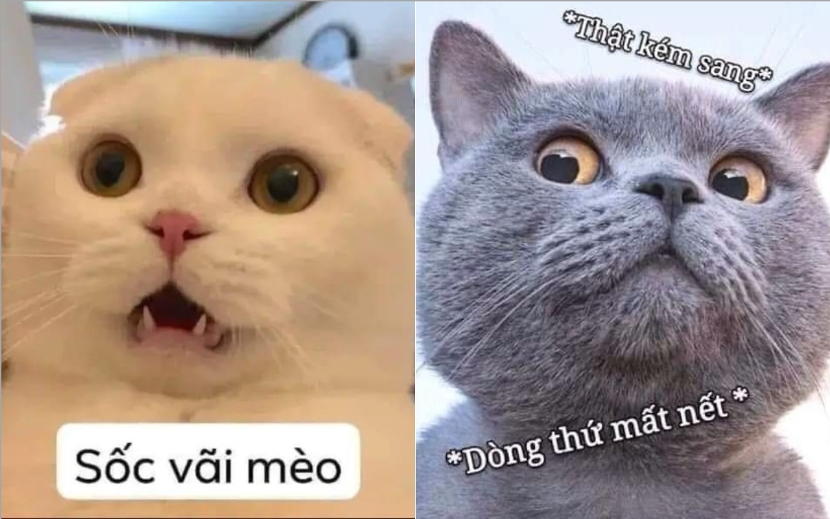Meme mèo - 3
