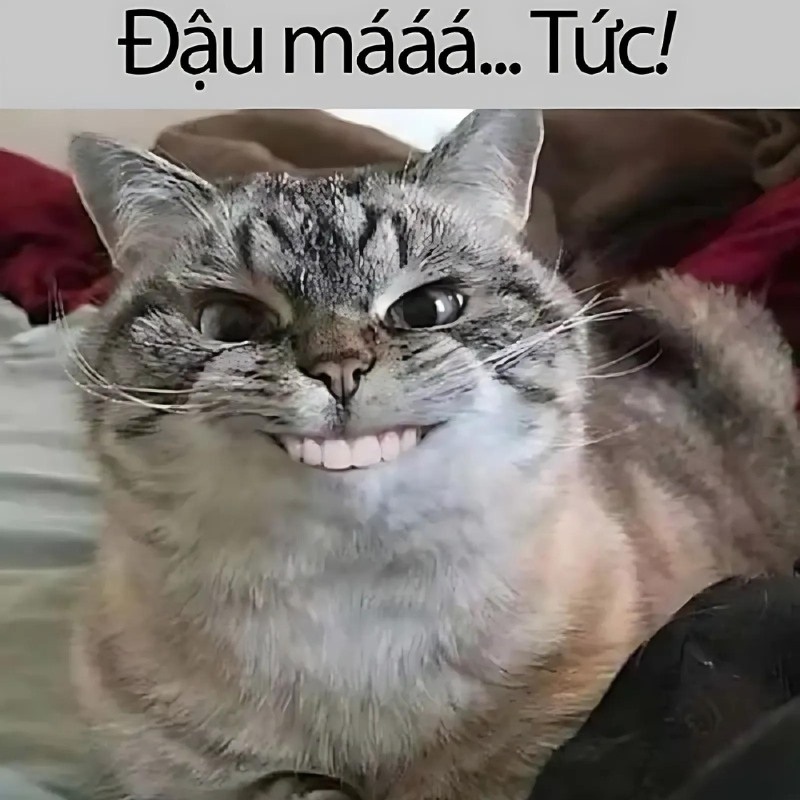 Ảnh meme - 3