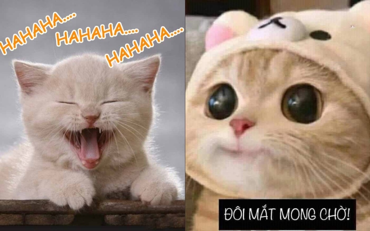 Meme mèo - 4