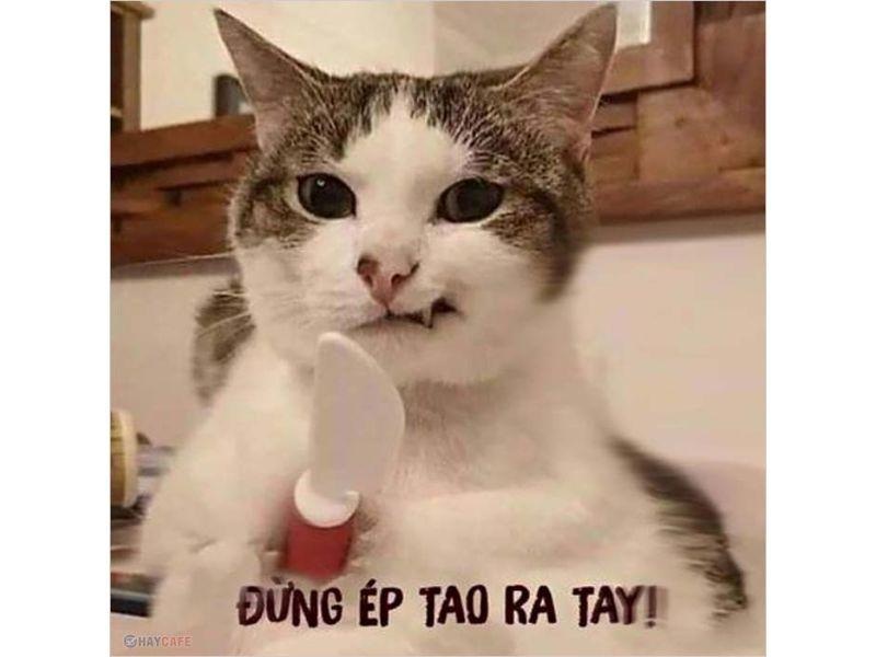 Meme mèo - Chọn Meme mèo theo nhu cầu sử dụng Meme mèo - Chọn Meme mèo theo nhu cầu sử dụng