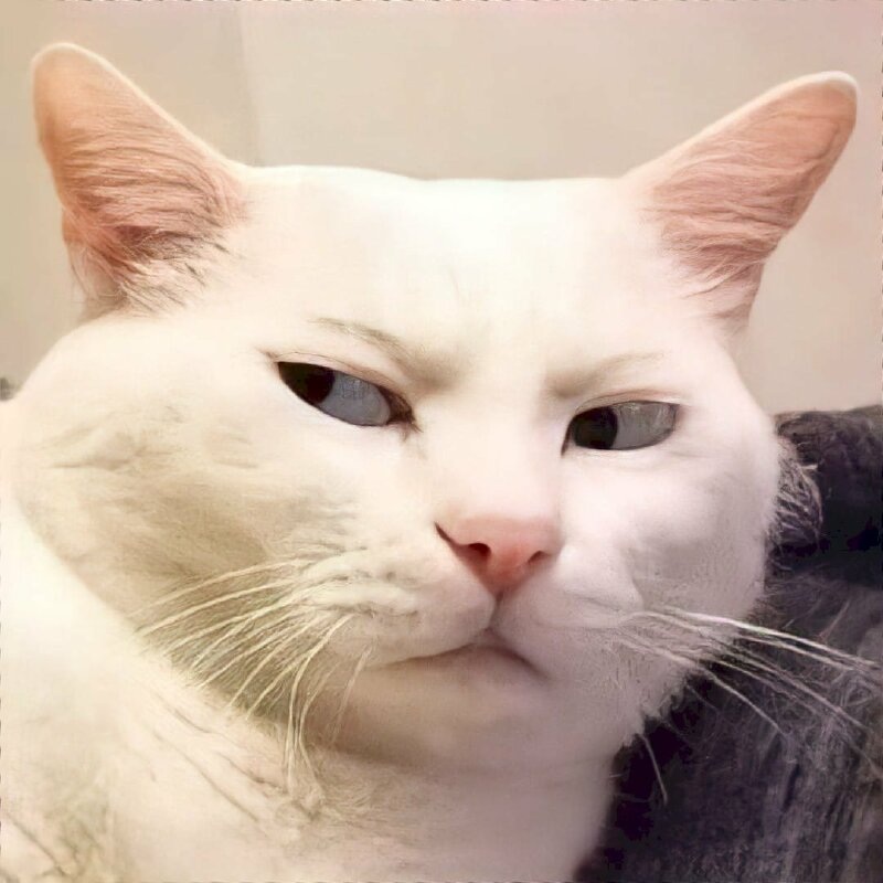 Meme mèo - 8