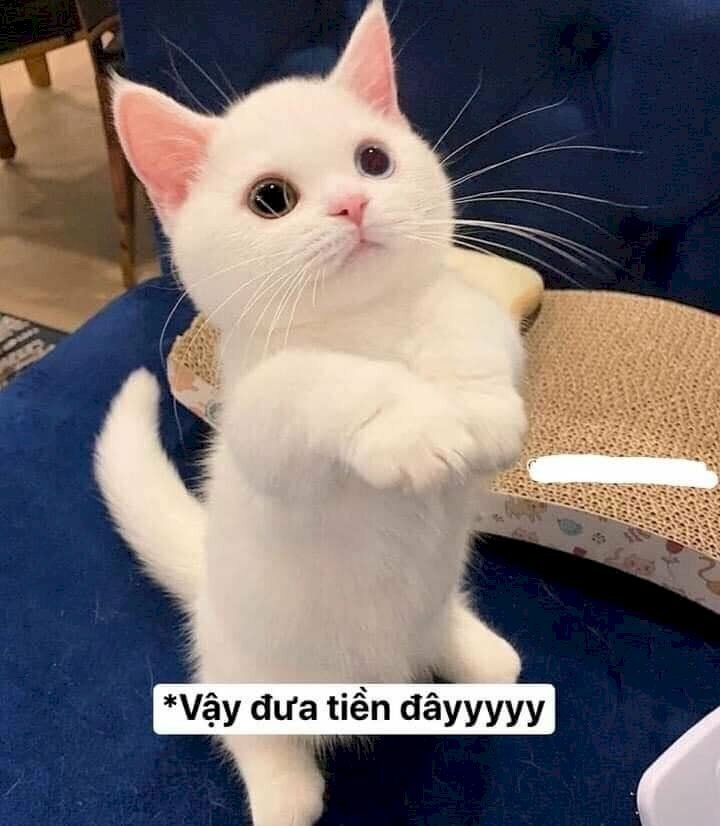Ảnh meme - 9