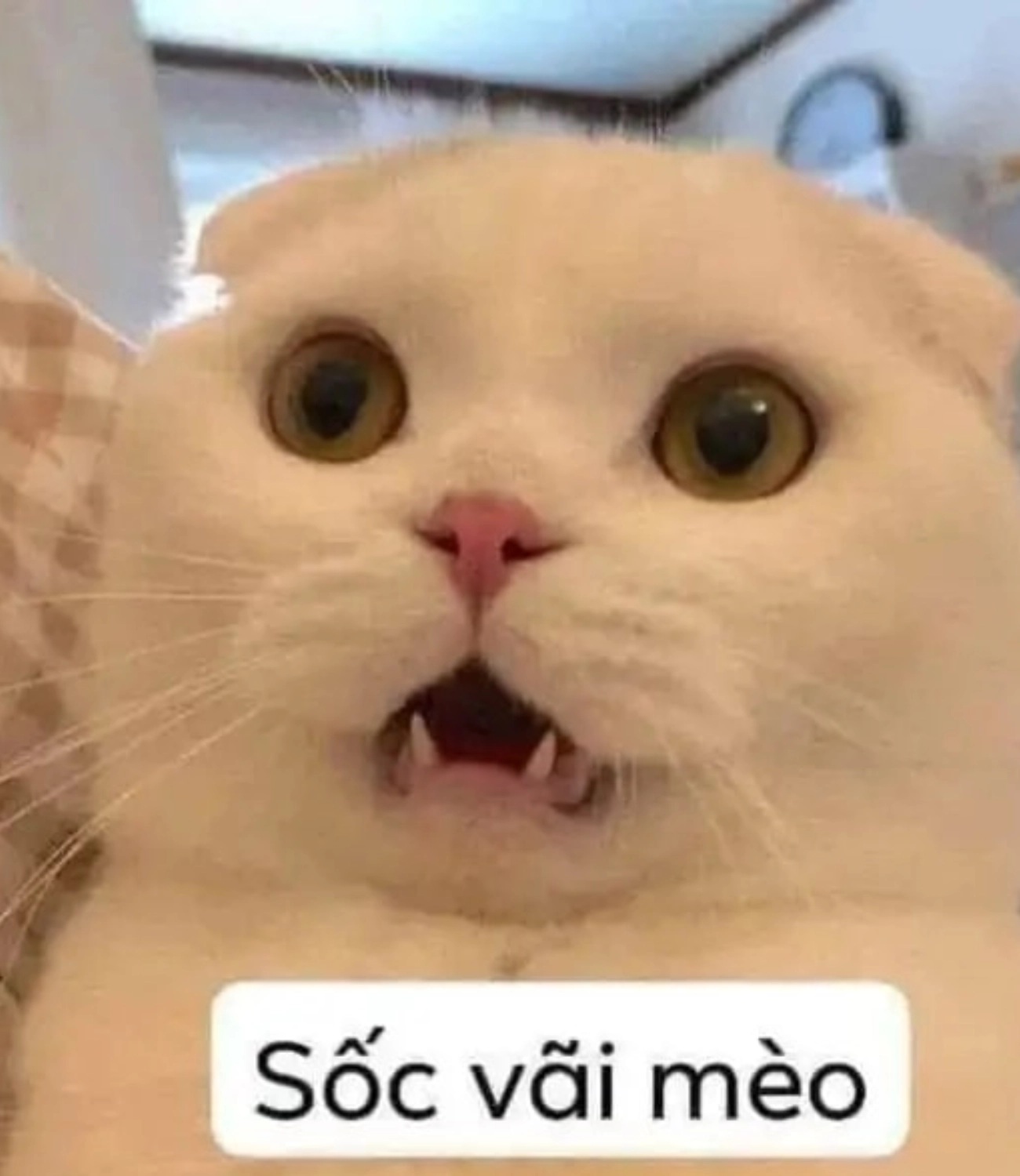 Meme mèo - 10