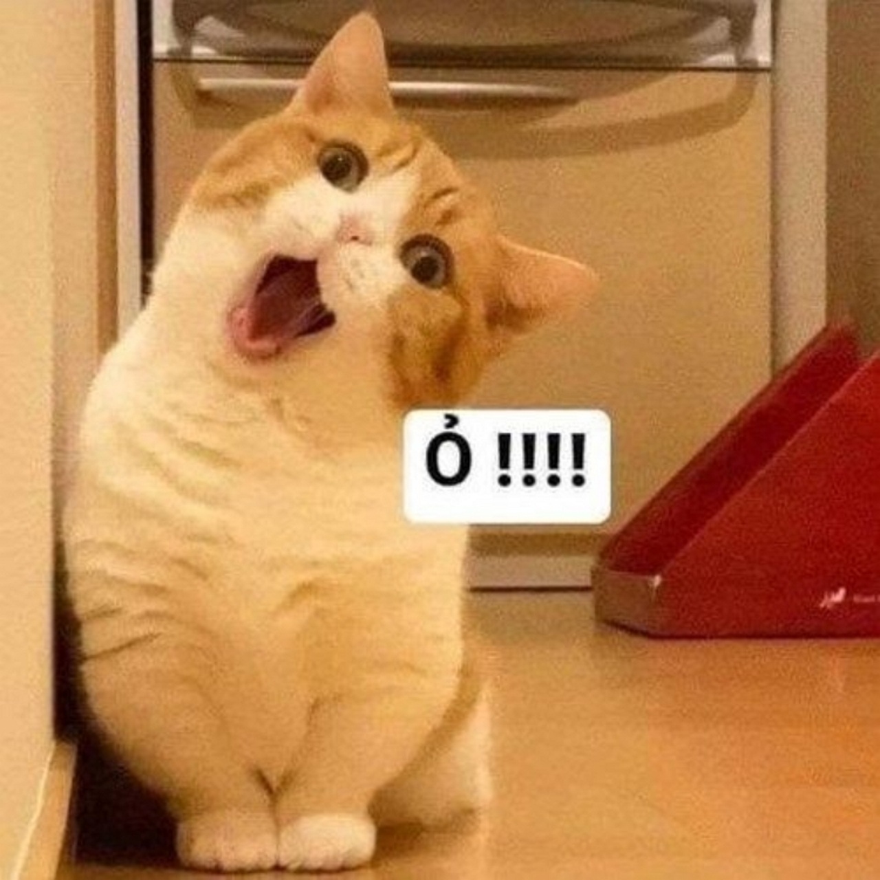 Ảnh meme - 11