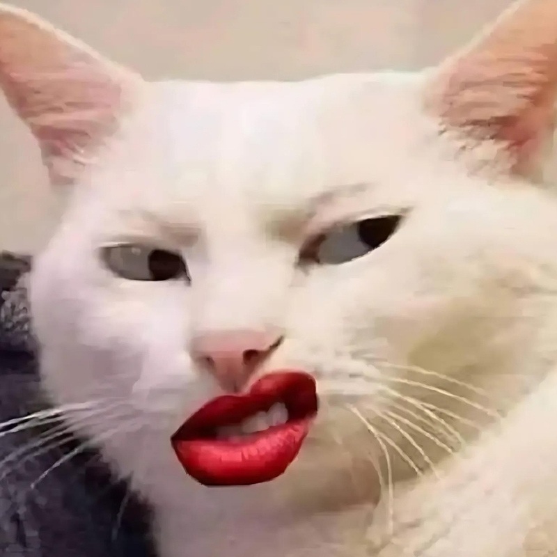 Meme mèo - Kiểm tra chất lượng trước khi lưu ảnh Meme mèo - Kiểm tra chất lượng trước khi lưu ảnh