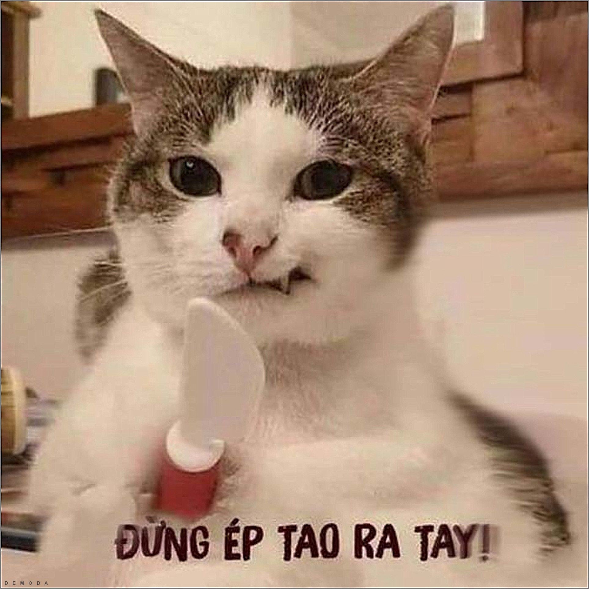 Ảnh meme - 12