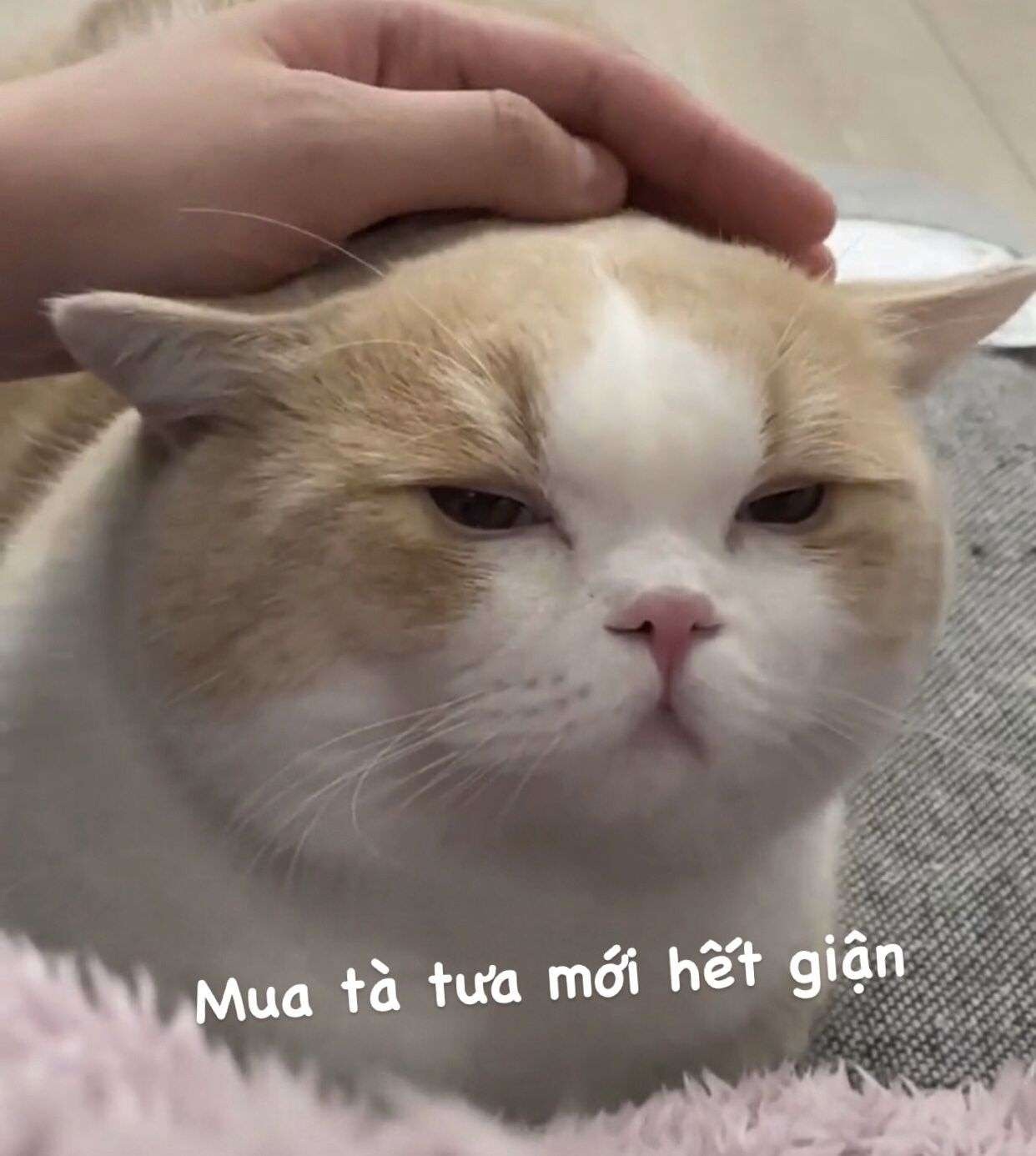 Meme mèo - 11
