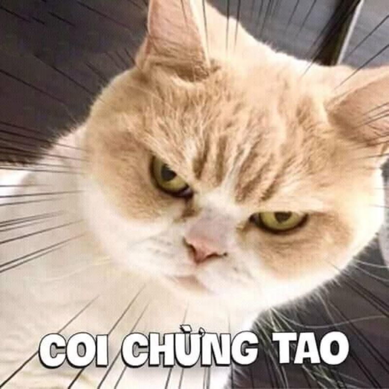 Ảnh meme - 13