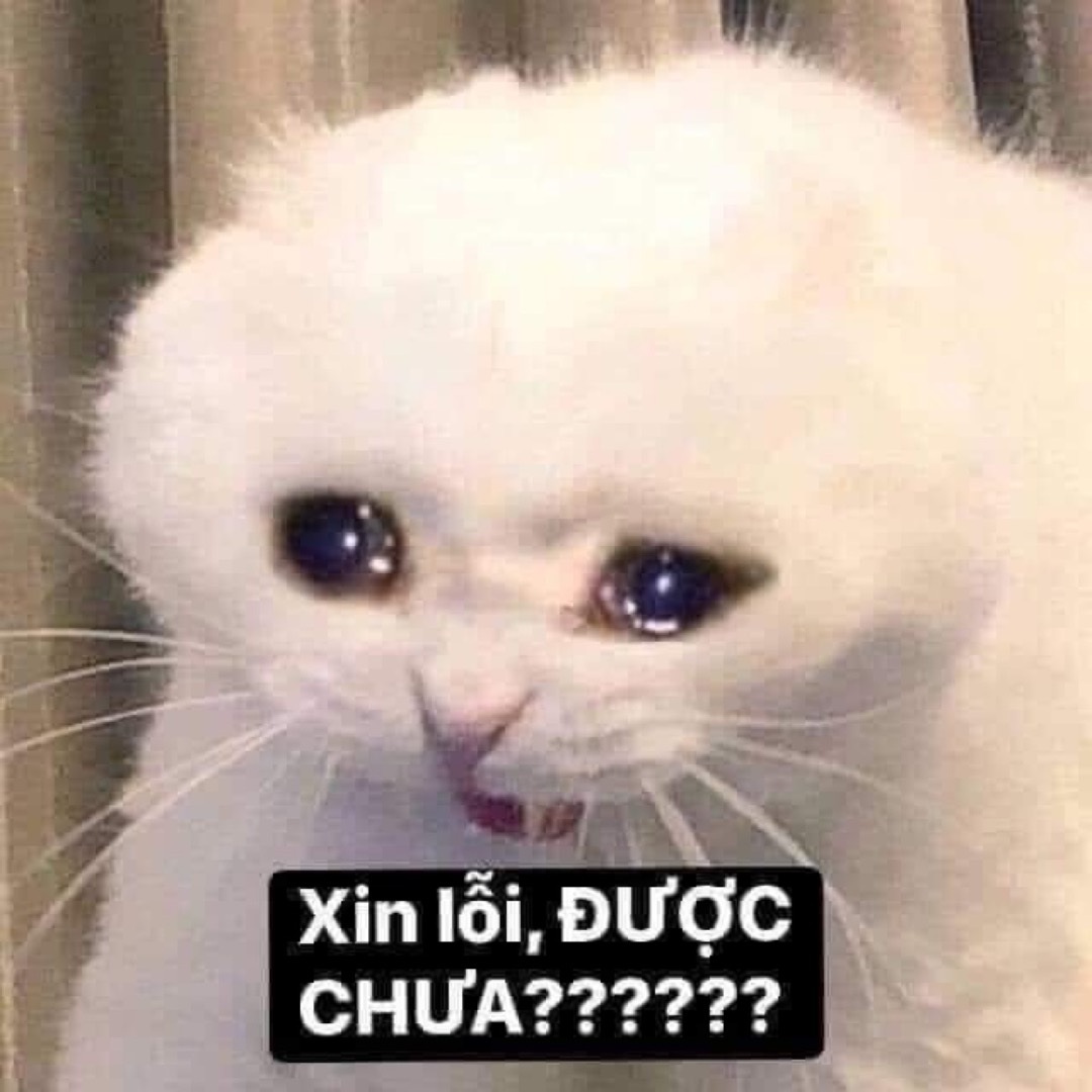 Meme mèo - 12