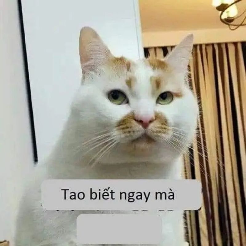 Ảnh meme - 14