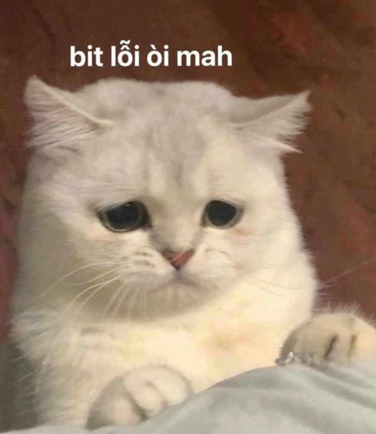 Meme mèo - 13
