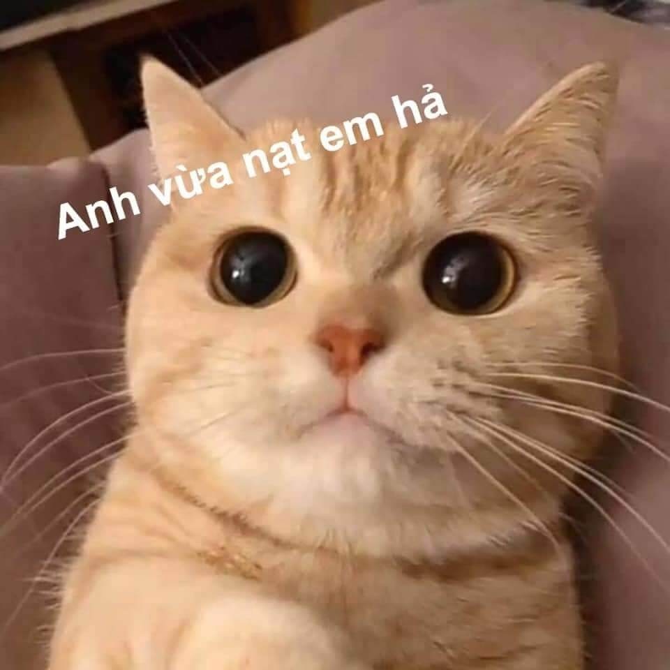 Ảnh meme - 15
