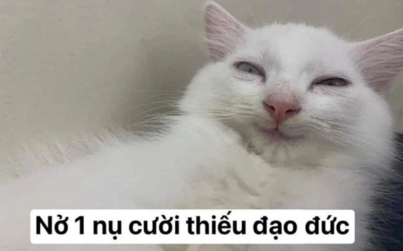 Meme mèo - 15