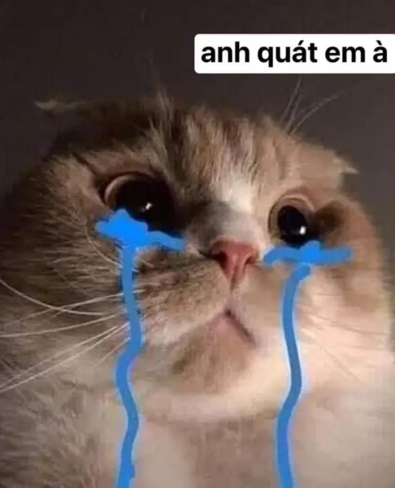 Meme mèo - 17