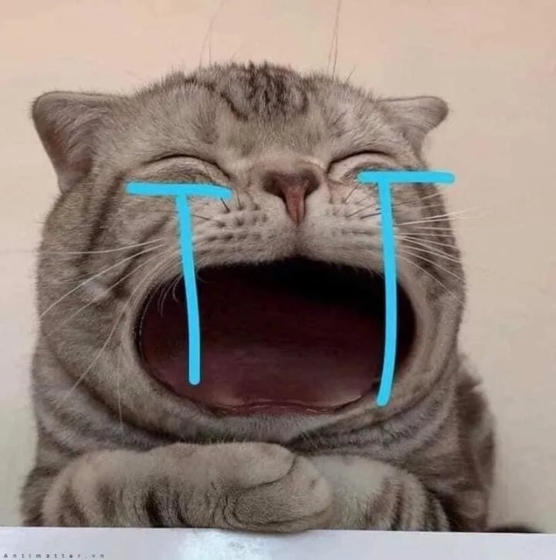 Meme mèo - 18