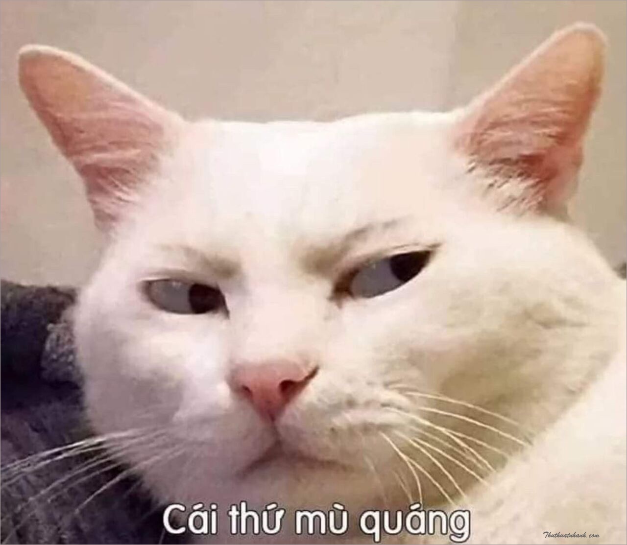 Ảnh meme - 21
