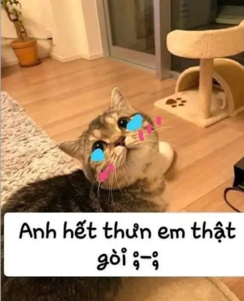 Meme mèo - 24