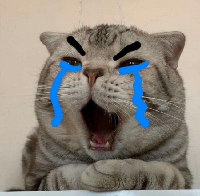 Meme mèo - 25