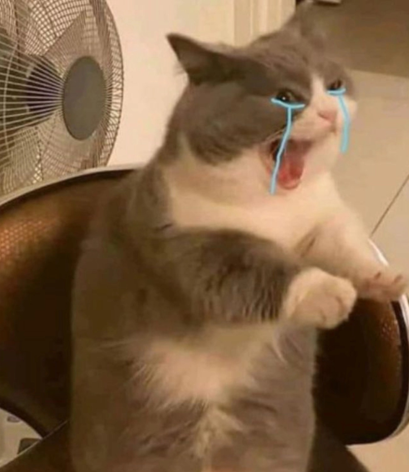 Meme mèo - 26