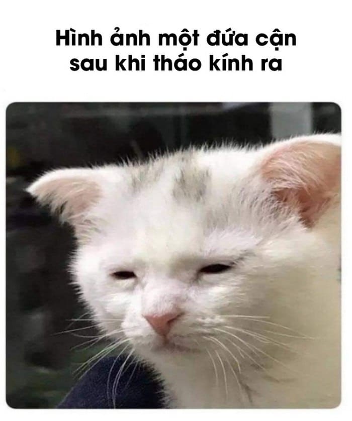 Meme mèo - 29