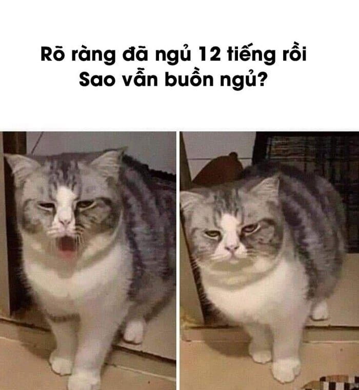 Meme mèo - 30