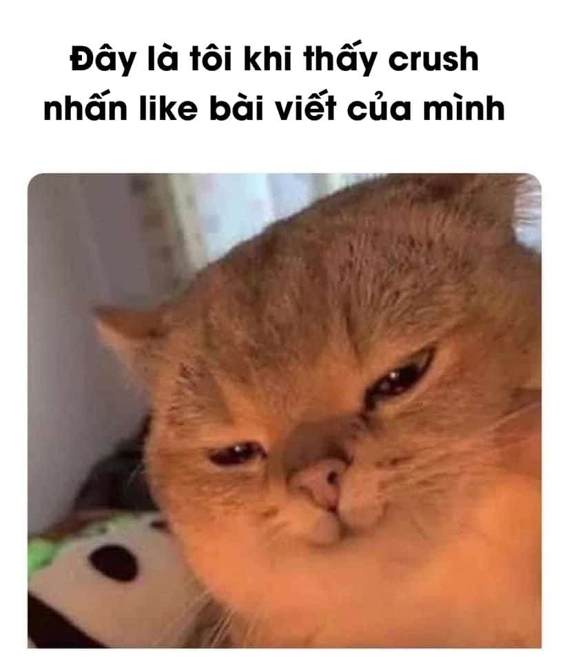 Meme mèo - 31